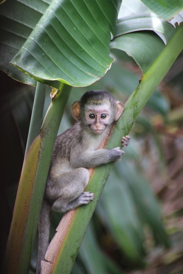 Pumula Retreat Hotel Durban Zewnętrze zdjęcie